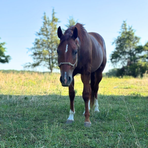 THR Prairie Fire (Gus) - Image 11