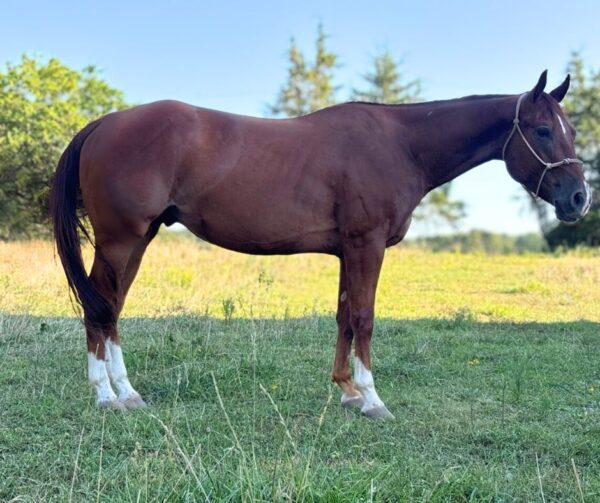 THR Prairie Fire (Gus) - Image 9