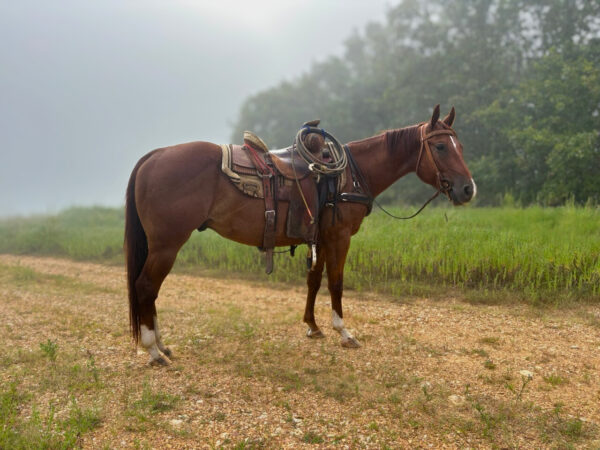 THR Prairie Fire (Gus)