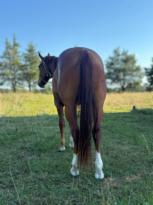 THR Prairie Fire (Gus) - Image 12