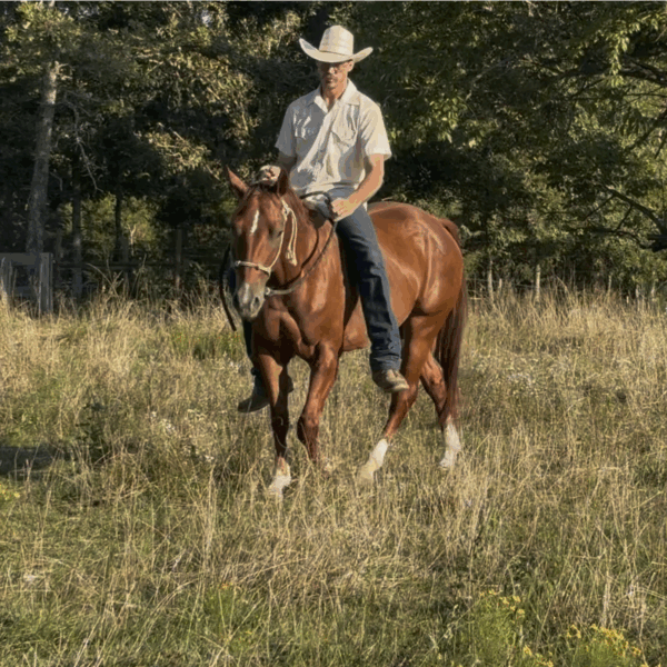 THR Prairie Fire (Gus) - Image 6