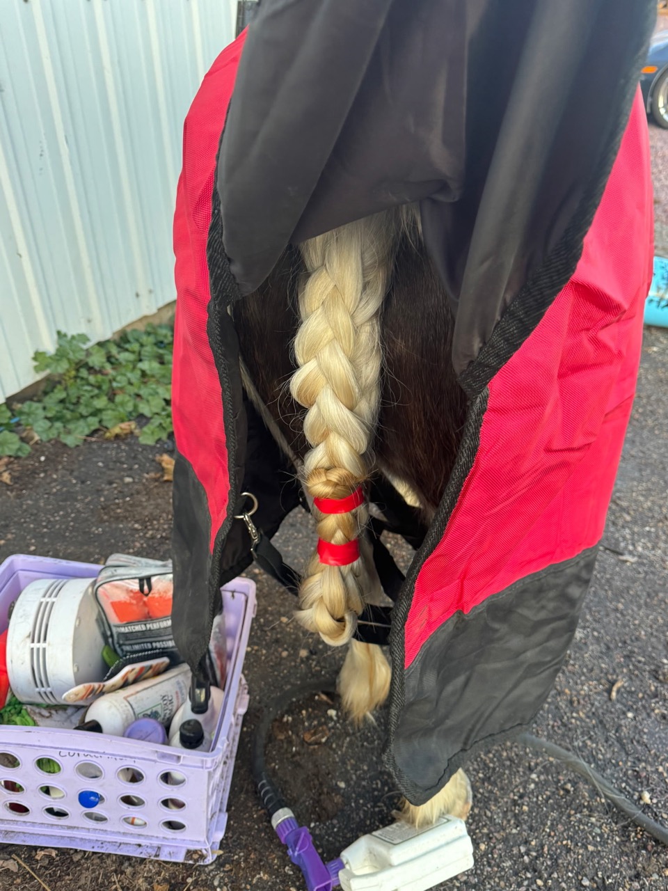 Miss Sunshine - Image 17