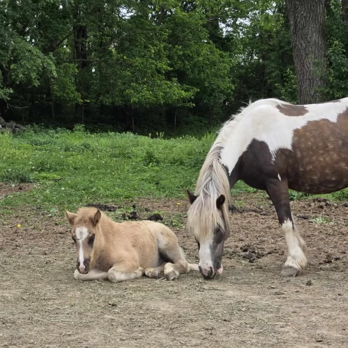 Miss Sunshine - Image 12