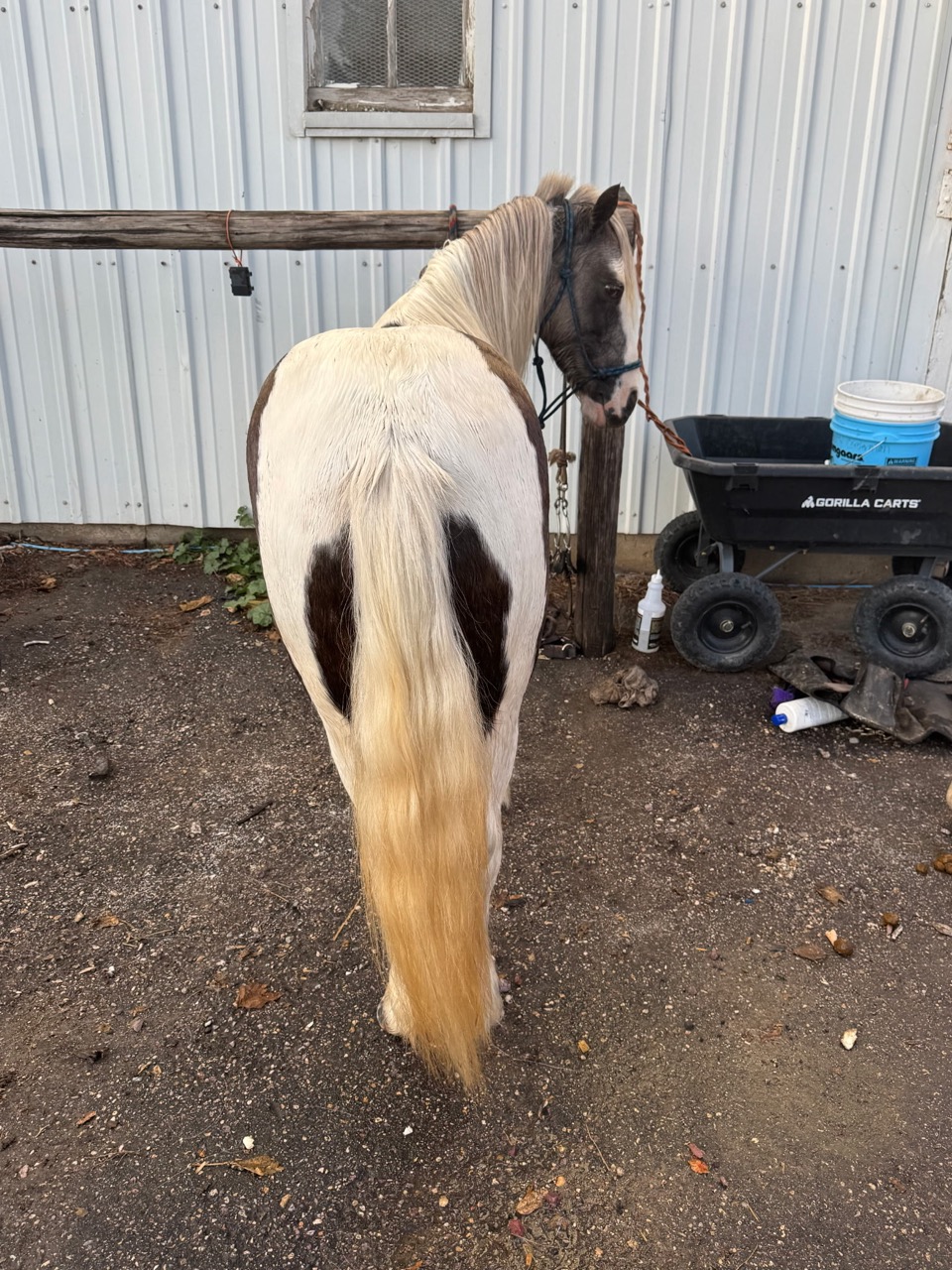 Miss Sunshine - Image 21