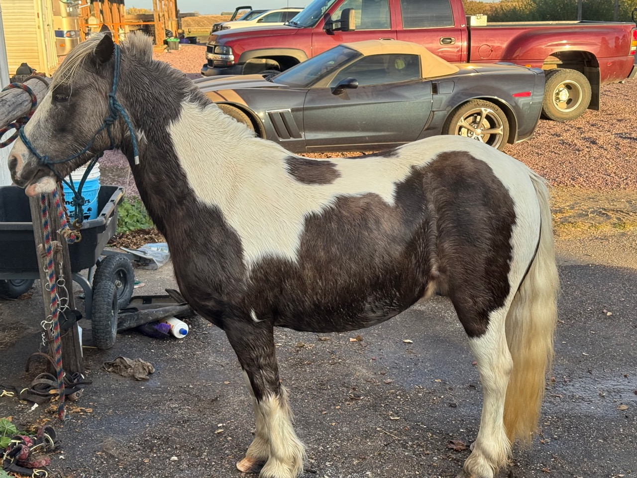 Miss Sunshine - Image 22