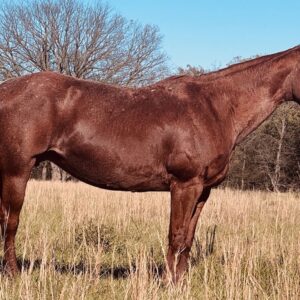 Quails Roan Pick (Bentley)