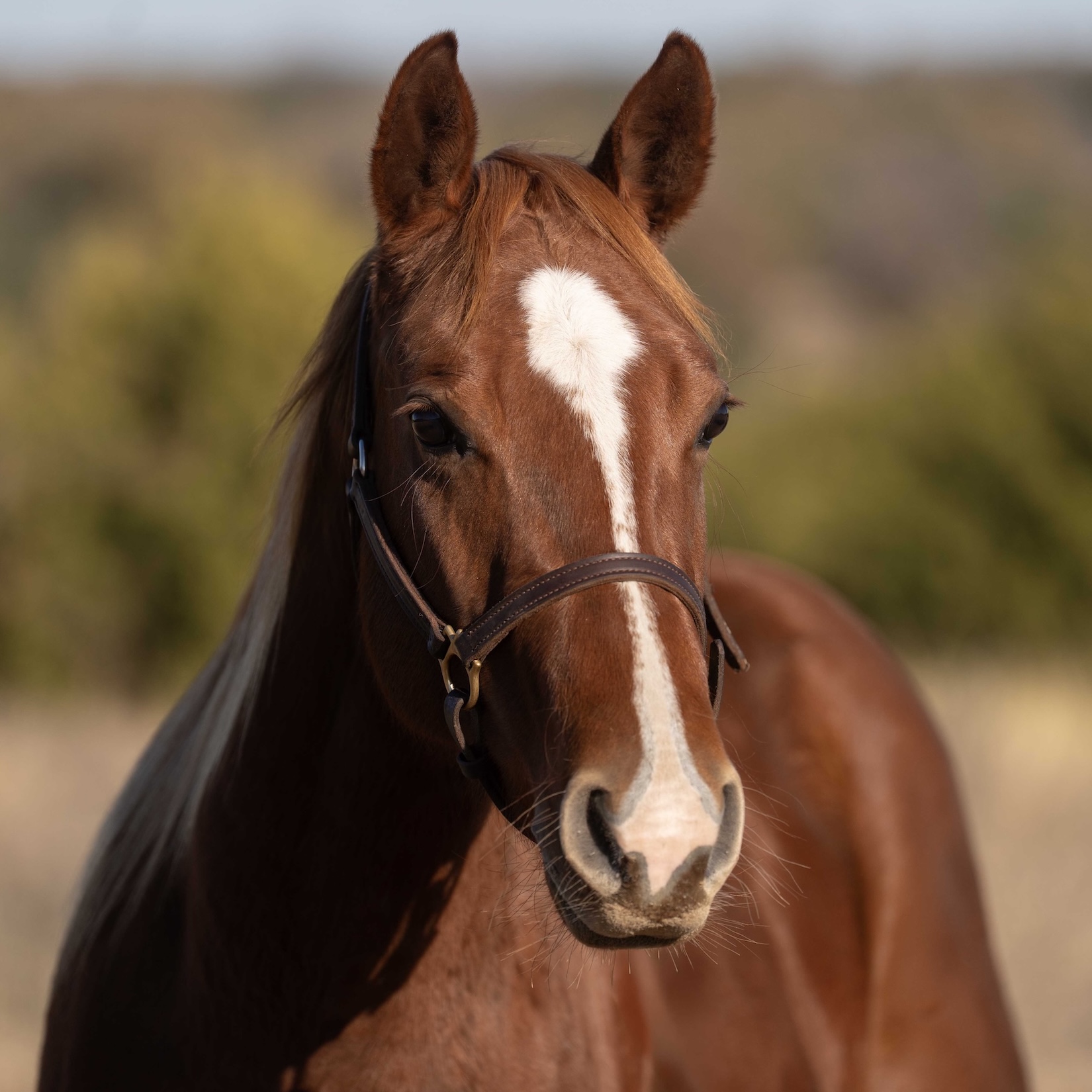 Dualin Doc Doc - Image 2