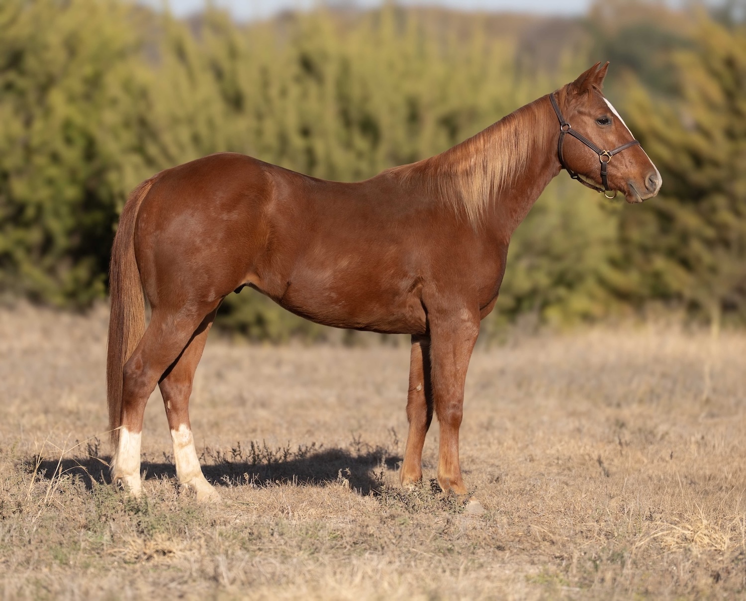 Dualin Doc Doc - Image 3