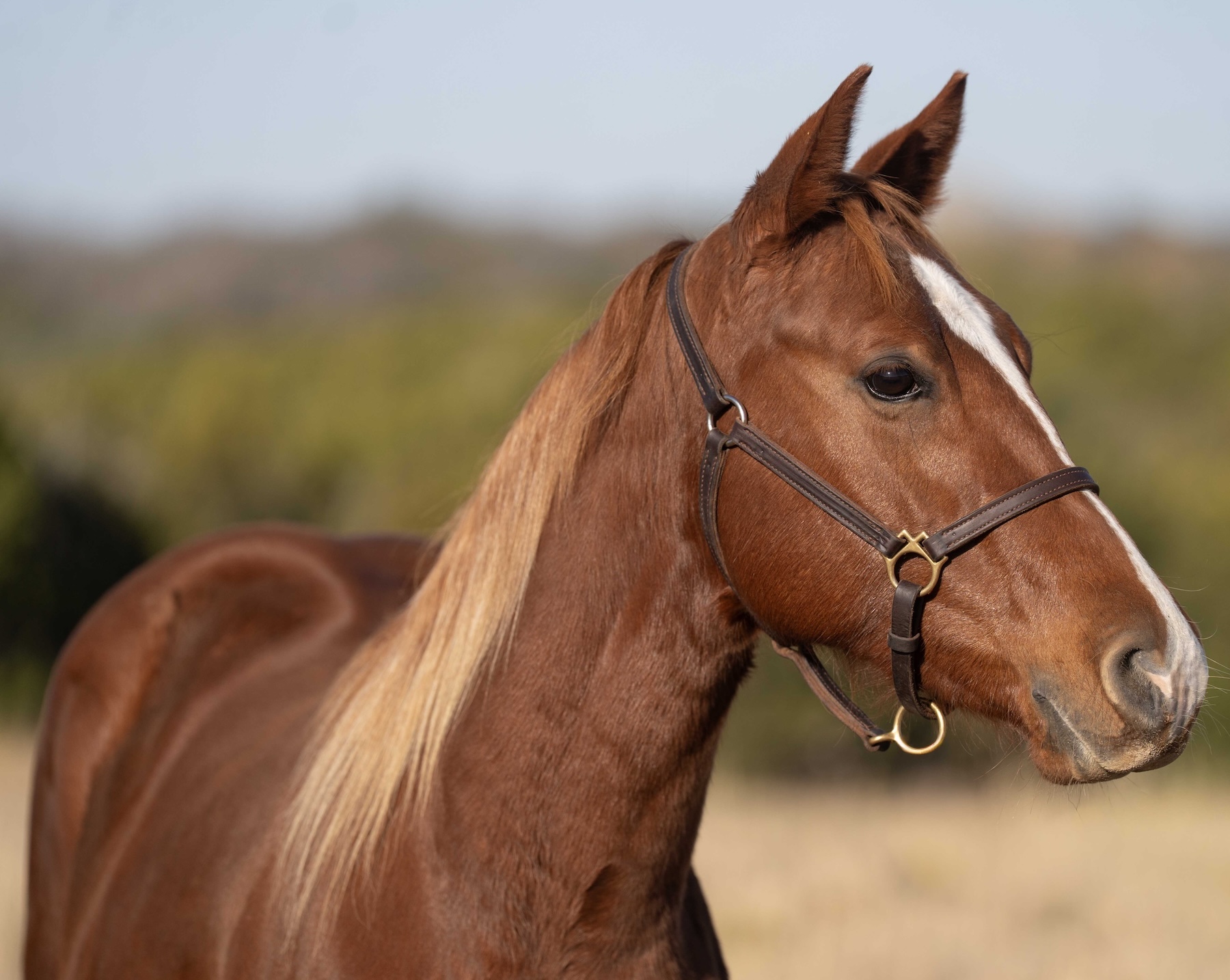 Dualin Doc Doc - Image 4