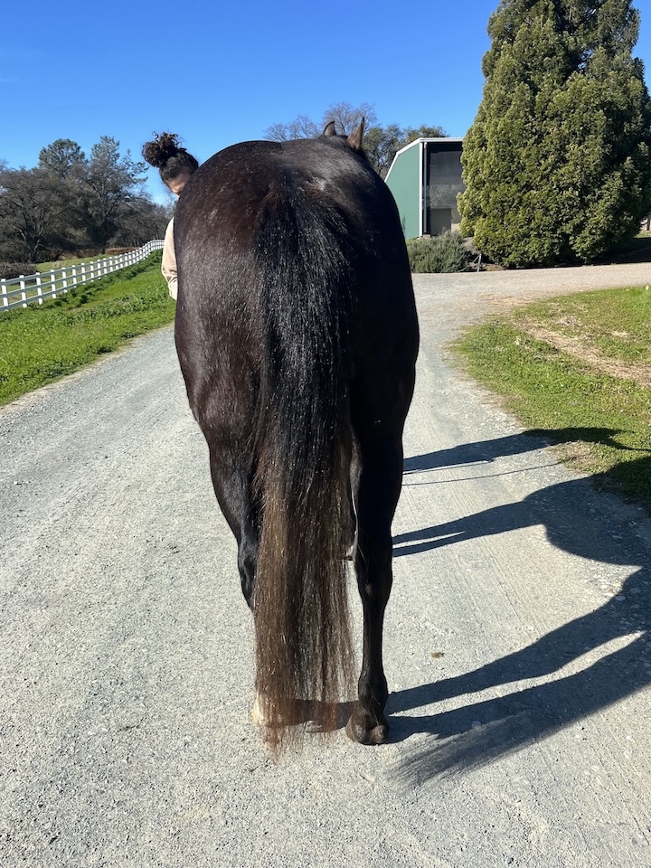 SDP Raise Your Gun - Image 2