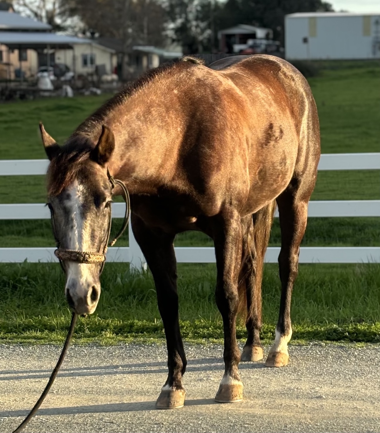 SDP Raise Your Gun - Image 3