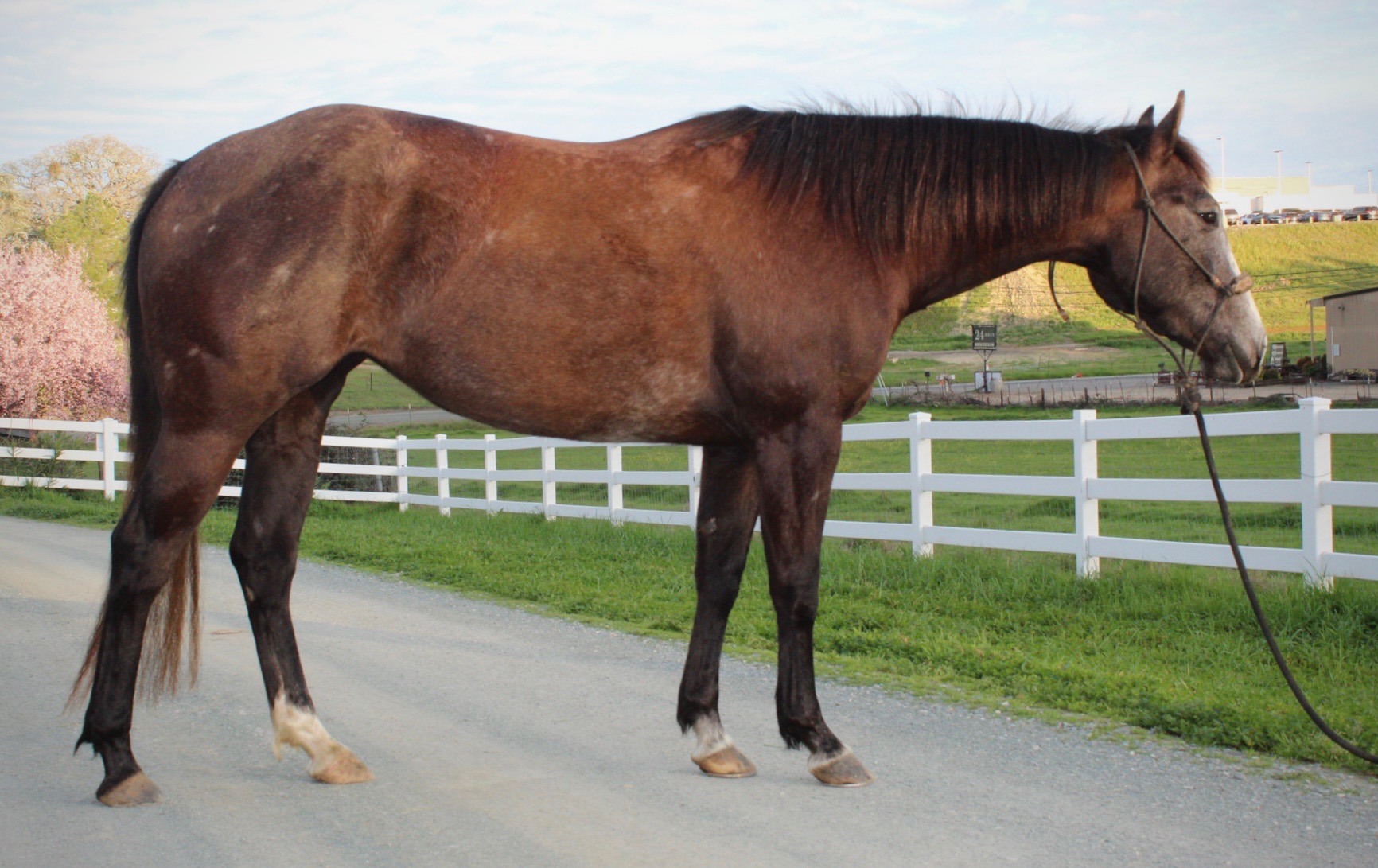 SDP Raise Your Gun - Image 6