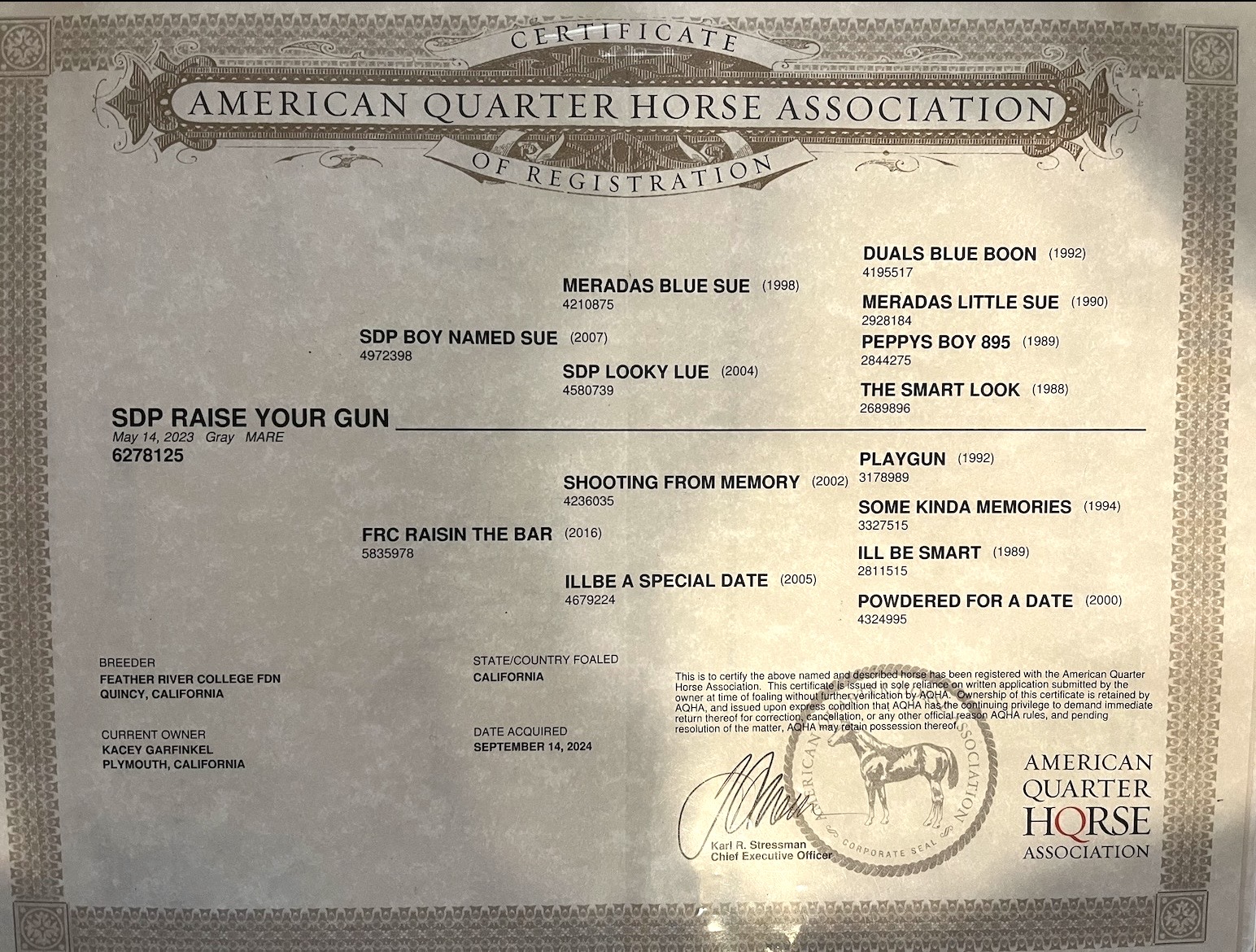 SDP Raise Your Gun - Image 8