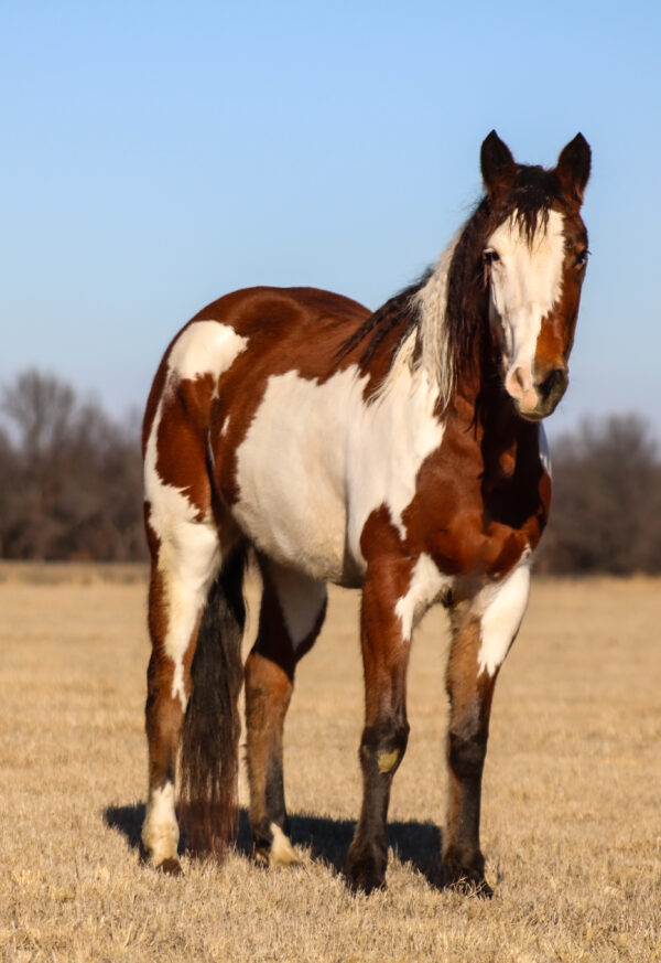Nutmeg