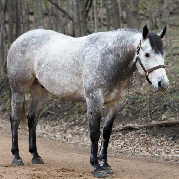 Rainbows Sisco Frost (Jethro)