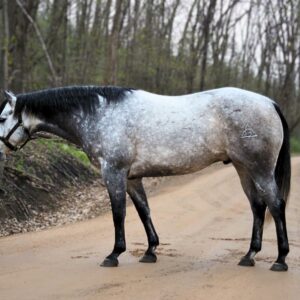 Rainbows Sisco Frost (Jethro)