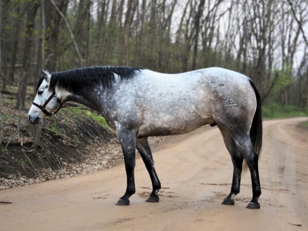 Rainbows Sisco Frost (Jethro)