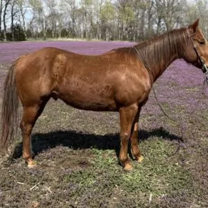 Heza Shakin Pistal (Rusty)