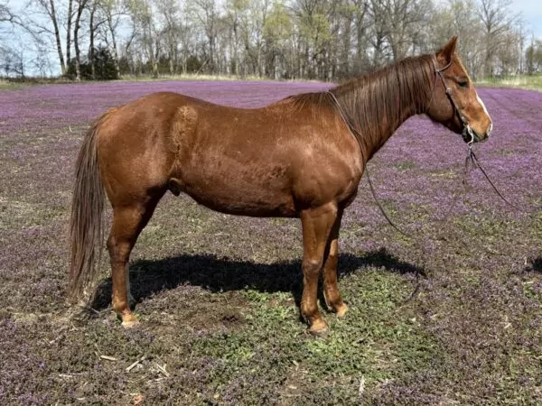 Heza Shakin Pistal (Rusty)