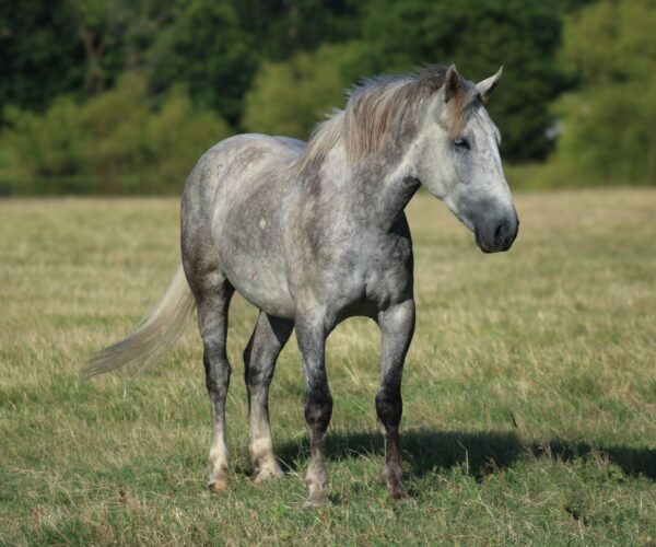 Frankie - Image 11