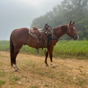 THR Prairie Fire (Gus)