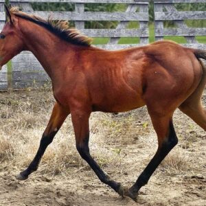 Colt: Smooth As Skeet x Pretty Hot Kitty