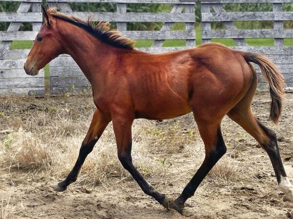 Colt: Smooth As Skeet x Pretty Hot Kitty