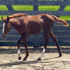 Filly: Smooth As Skeet x TC Sunny Playgirl