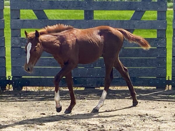 Filly: Smooth As Skeet x TC Sunny Playgirl
