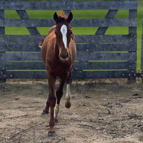 Filly: Smooth As Skeet x TC Sunny Playgirl - Image 2
