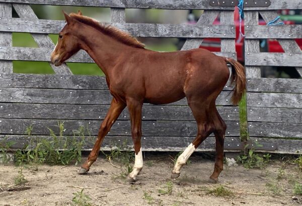 Filly: Smooth As Skeet x TC Sunny Playgirl - Image 3