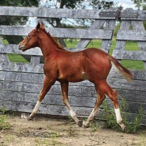 Colt: Third Cutting x OC Rockin Robin