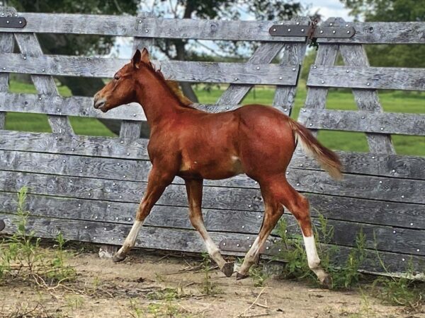 Colt: Third Cutting x OC Rockin Robin