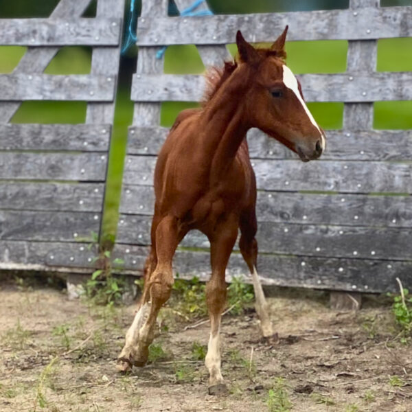 Colt: Third Cutting x OC Rockin Robin - Image 2