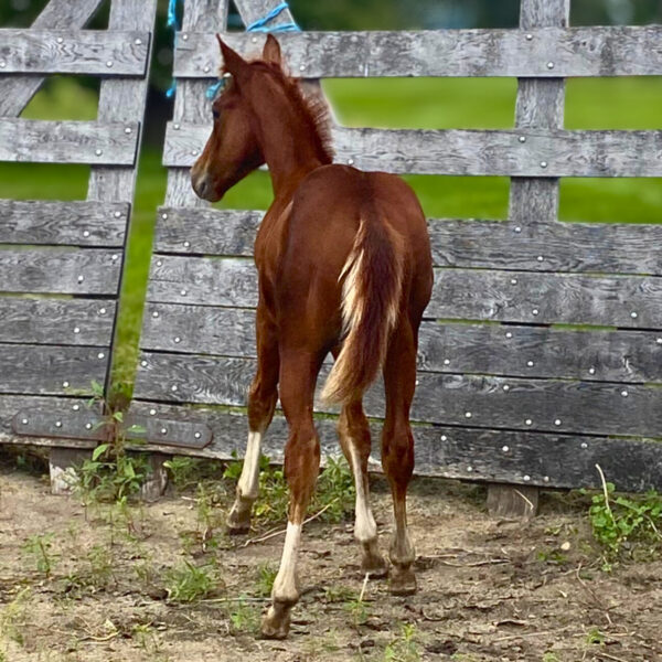 Colt: Third Cutting x OC Rockin Robin - Image 3