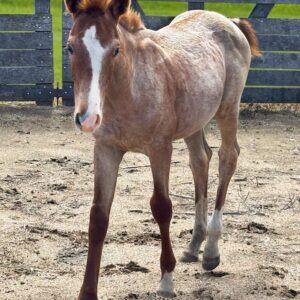 Colt: Smooth As Skeet x Stellina Cat