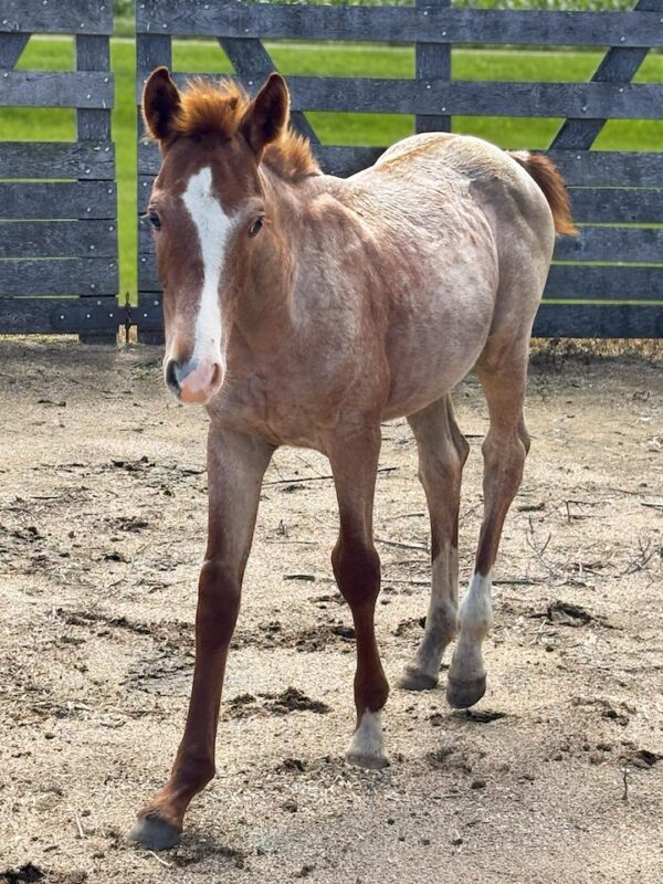 Colt: Smooth As Skeet x Stellina Cat