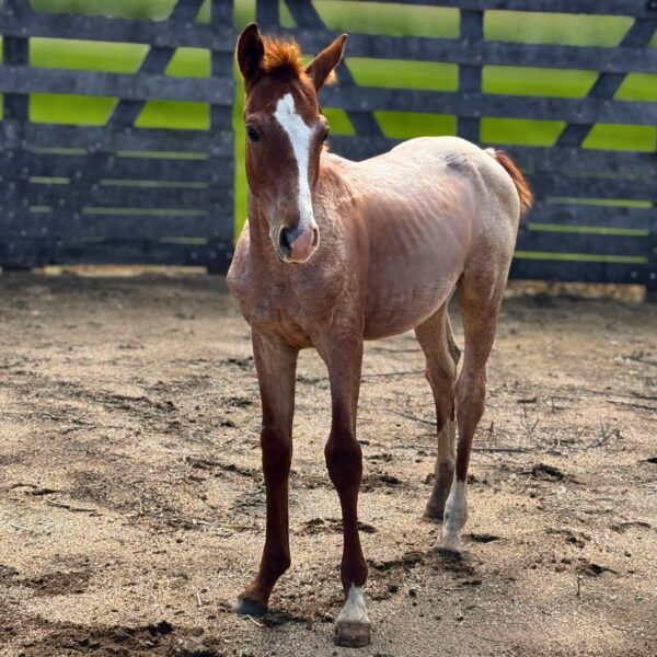 Colt: Smooth As Skeet x Stellina Cat - Image 3