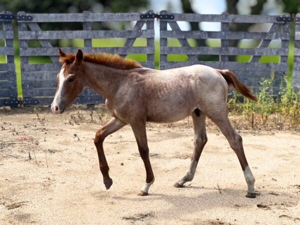 Colt: Smooth As Skeet x Stellina Cat - Image 2