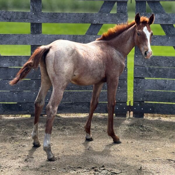 Colt: Smooth As Skeet x Stellina Cat - Image 4