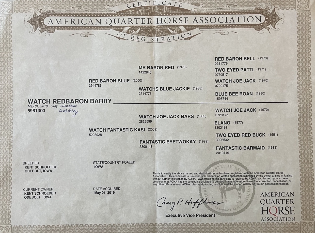 Watch Redbaron Barry (Buddy) - Image 14