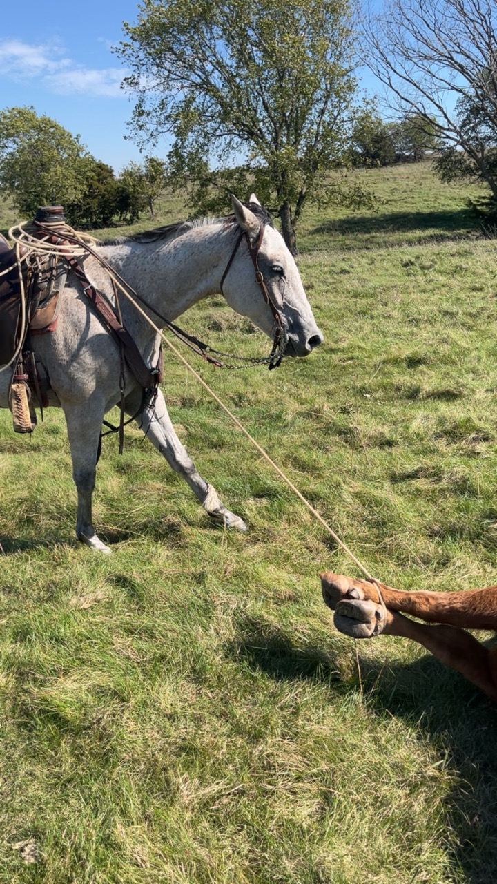 Watch Redbaron Barry (Buddy) - Image 9