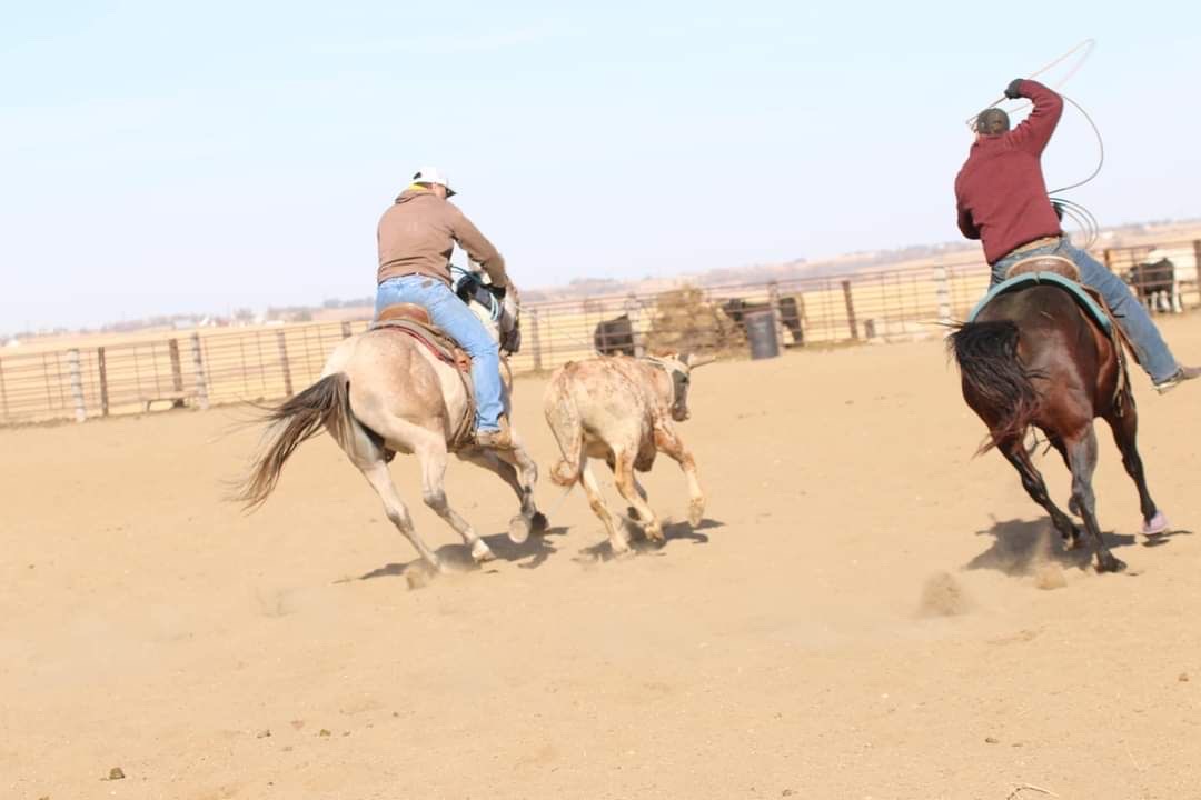 Watch Redbaron Barry (Buddy) - Image 4