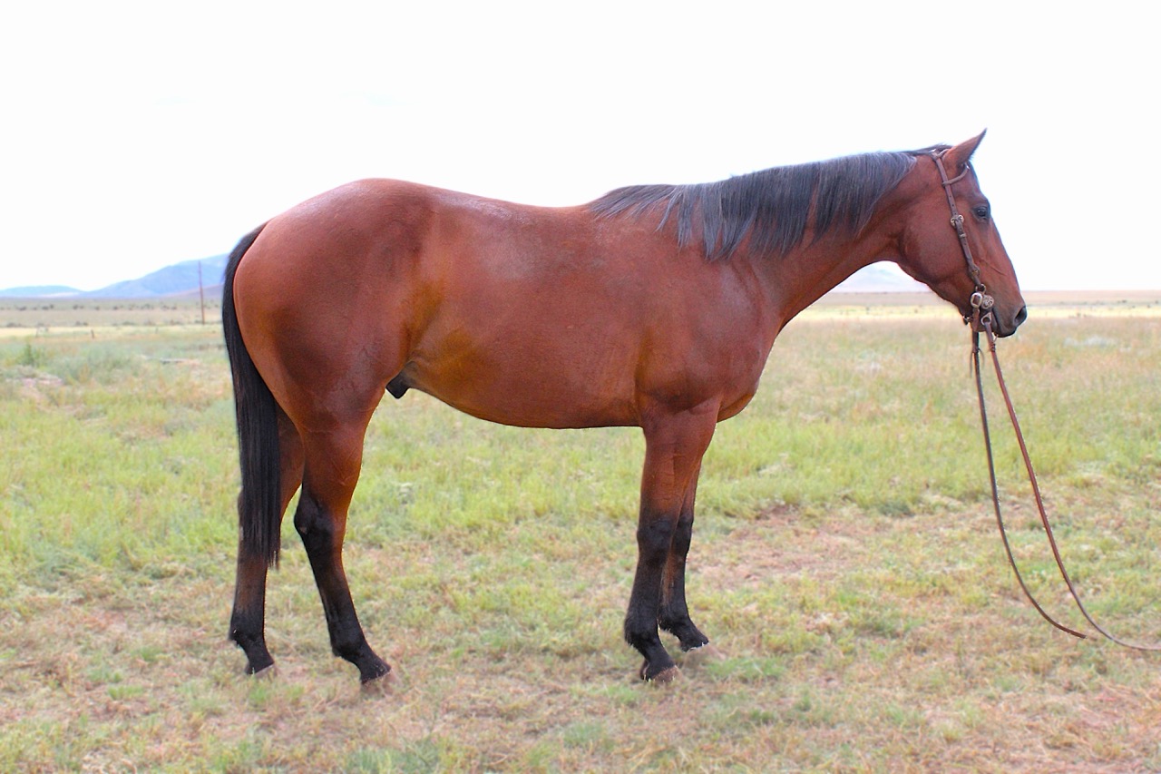 SR Classic Joe (Leroy) - Image 2