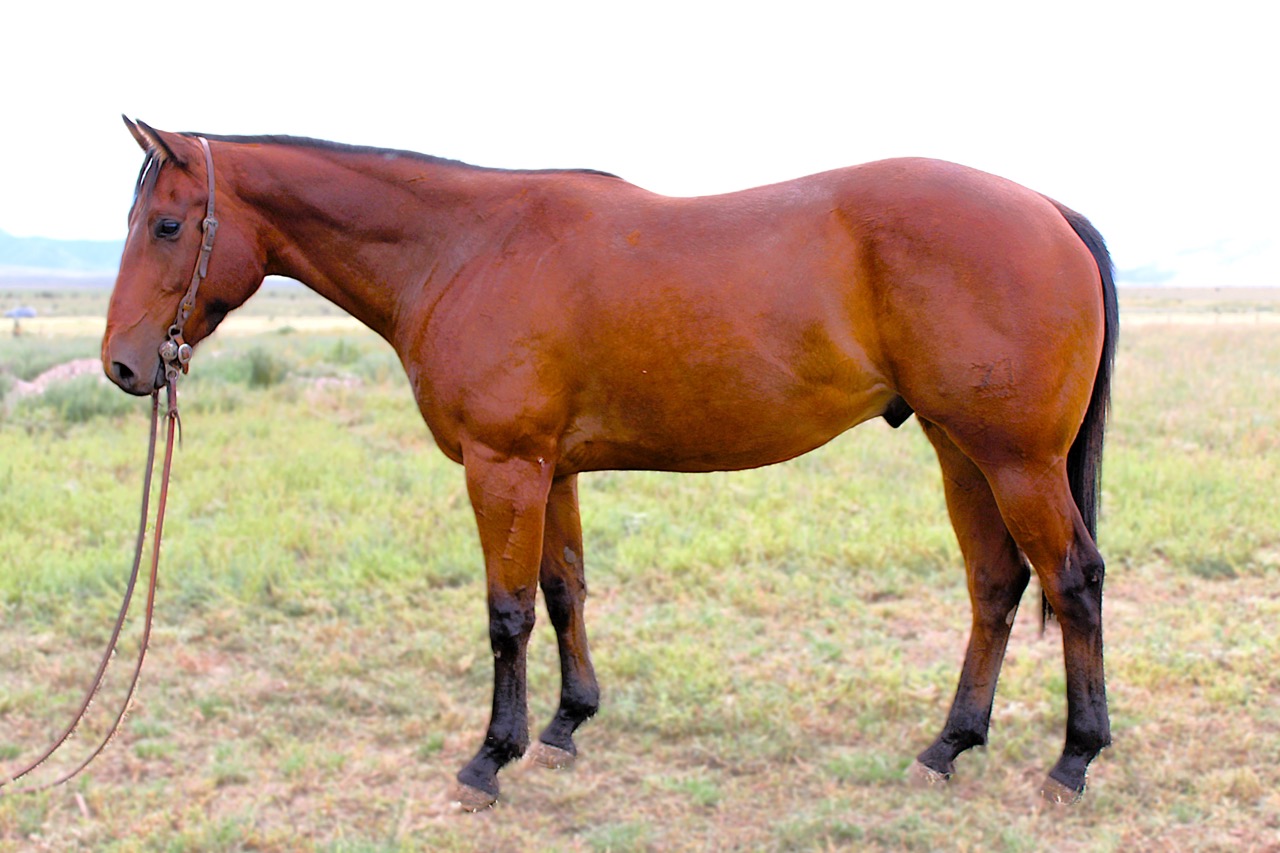 SR Classic Joe (Leroy) - Image 3