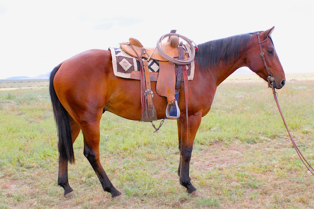 SR Classic Joe (Leroy) - Image 4