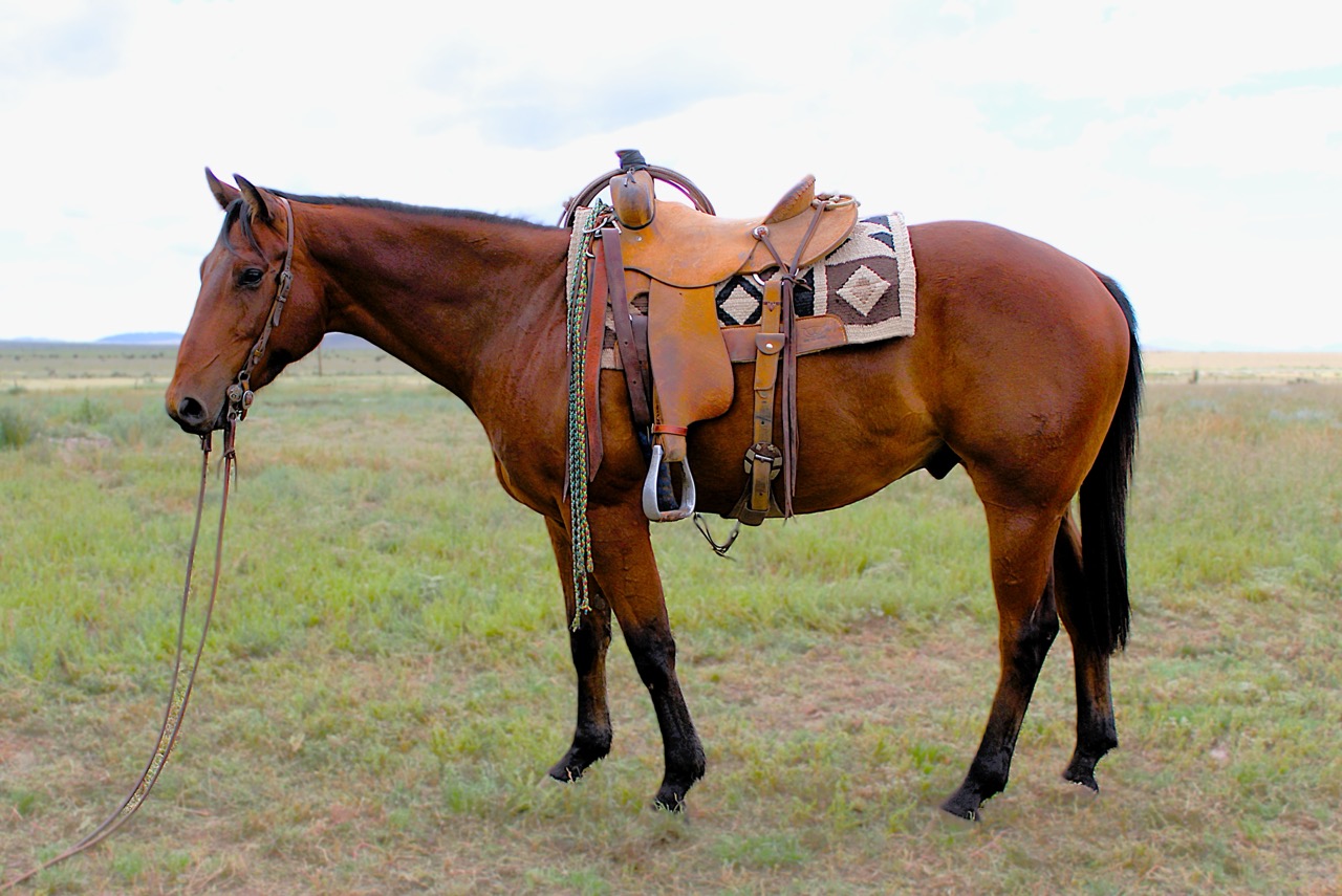 SR Classic Joe (Leroy) - Image 5