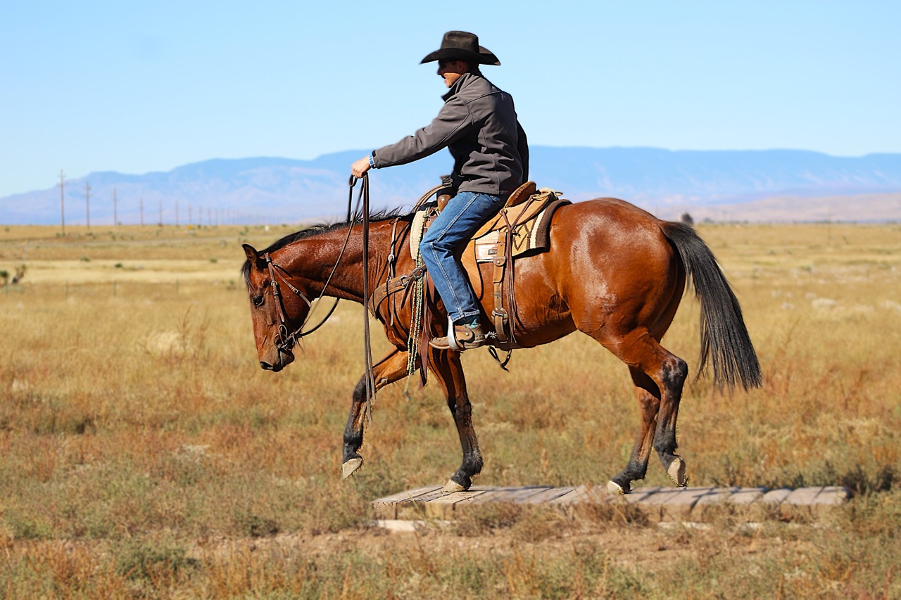 SR Classic Joe (Leroy) - Image 10