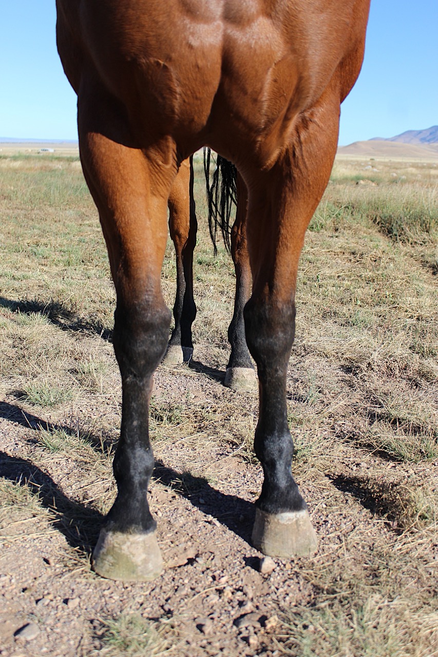 SR Classic Joe (Leroy) - Image 11