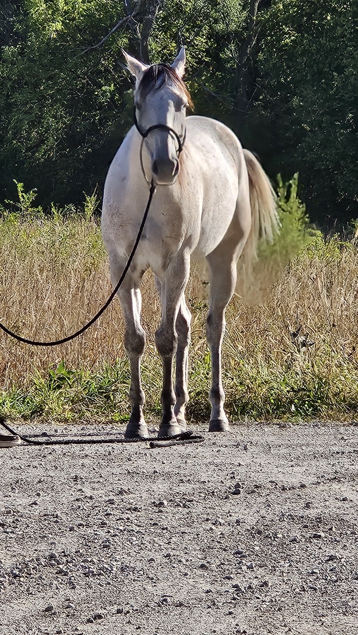 Watch Redbaron Barry (Buddy) - Image 6